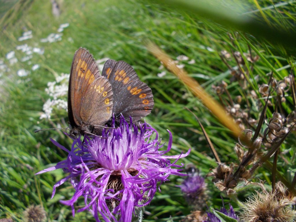 Erebia albergana - Nymphalidae Satyrinae